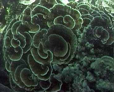 coral09.jpg (16681 Byte)