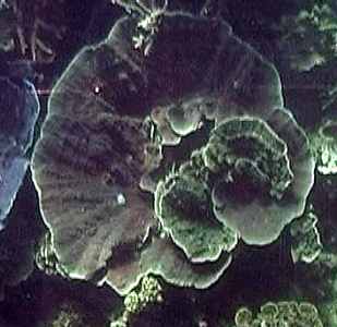 coral11.jpg (13405 Byte)