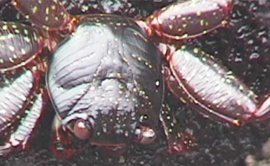 ksr1.jpg (22353 Byte)