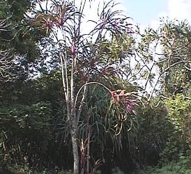 pf14.jpg (27083 Byte)