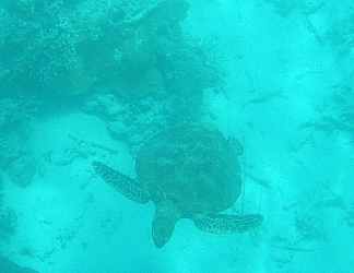 reef03.jpg (5465 Byte)