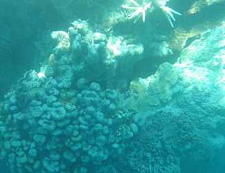 reef04.jpg (9805 Byte)