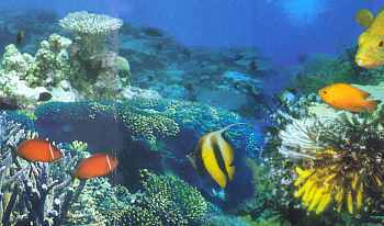 reef08.jpg (13008 Byte)