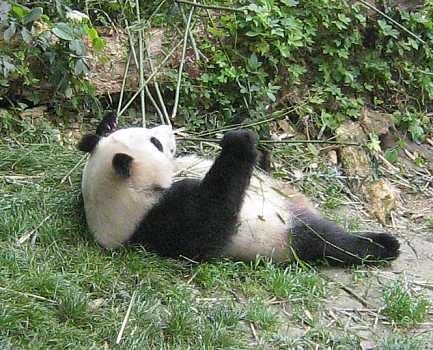 panda06.jpg (37853 Byte)