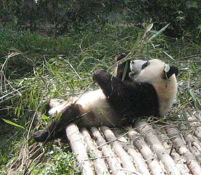 panda07.jpg (29928 Byte)