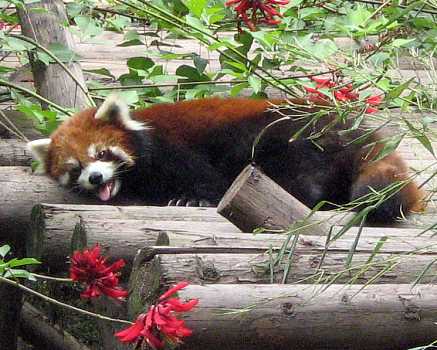 panda11.jpg (32026 Byte)