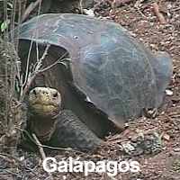 galx.jpg (8711 Byte)