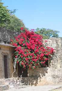 kum08.jpg (11331 Byte)