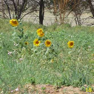 mru872.jpg (27306 Byte)