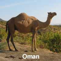 Oman