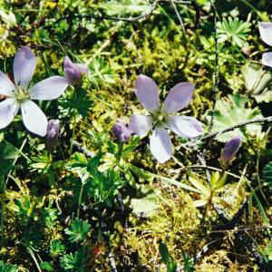 p1049.jpg (35278 Byte)