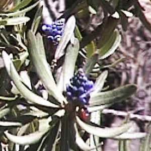 p1052.jpg (24594 Byte)