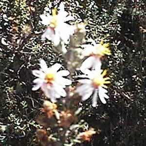 p1054.jpg (30933 Byte)