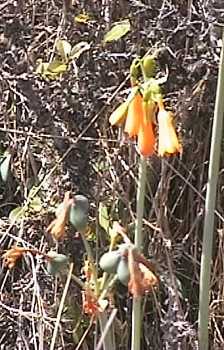 p1076.jpg (22083 Byte)