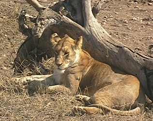 leo2.jpg (18409 Byte)