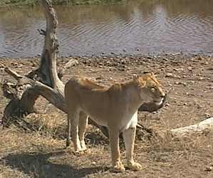 leo3.jpg (14286 Byte)