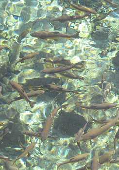 forel06.jpg (22502 Byte)