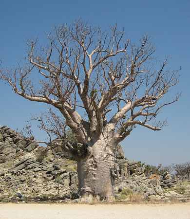 boab03.jpg (26250 Byte)
