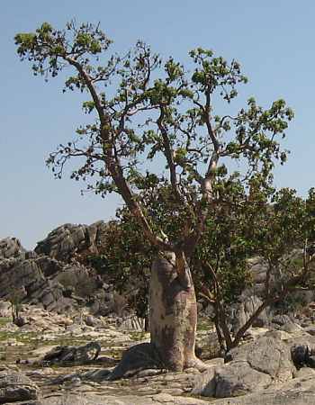 boab16.jpg (28076 Byte)