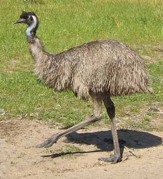 emu04.jpg (19507 Byte)