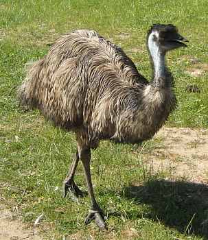 emu05.jpg (23515 Byte)