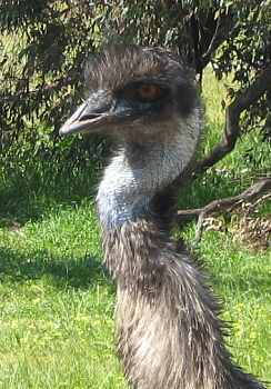 emu06.jpg (19060 Byte)