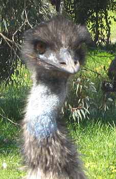 emu08.jpg (15773 Byte)